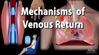 Mechanisms of Venous Return Animation [upl. by Neliak]