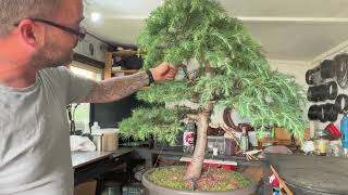 Transform Your Cedar Bonsai with Pruning [upl. by Inajna681]