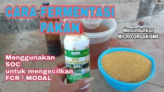 MODAL MINIMALIS DENGAN FERMENTASI TETES  SOC PAKAN AYAM JOPER [upl. by Ithaman]