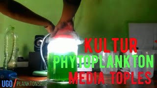 Kultur Phytoplankton Media Toples [upl. by Tennek857]