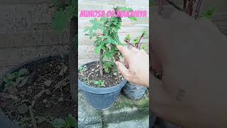 MIMOSA OR MAKAHIYA MY NEW PLANT plantito [upl. by Socin]