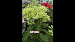 Hydrangea paniculata Little Lime garden shrubs hydrangeacare [upl. by Anyahs]