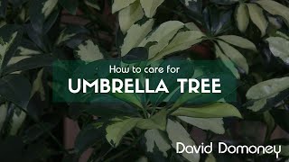 How to care for Schefflera arboricola Umbrella tree [upl. by Yzmar89]