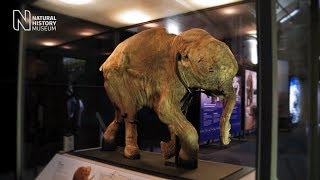 Mammoths Ice Age Giants  the preview  Natural History Museum [upl. by Sclater]