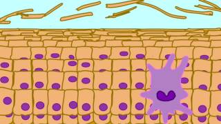 LANGERHANS CELLS IN EPIDERMIS [upl. by Rol494]