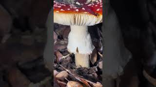 Finding HUGE Amanita muscaria  The Fly Agaric  Mario Mushrooms in the Napa Valley [upl. by Mayne565]