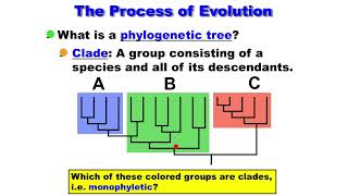 Macroevolution  Phylogenetic Tree  Clade  Monophyletic  Paraphyletic  Polyphyletic [upl. by Aivato533]