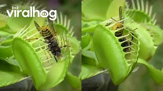 Venus Flytrap Eats Wasps  ViralHog [upl. by Clio]