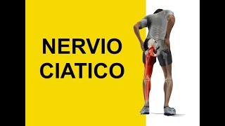 Nervio Ciatico y Dermatomas Sintomas de Entumecimiento y Hormigueo Ciatica [upl. by Martie]