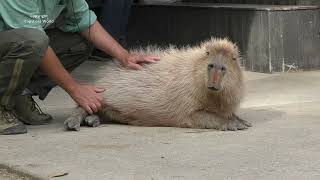 How To Pet A Capybara by The Person Who Knows Most About Capybaras [upl. by Cori]