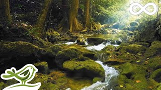 Relaxing Music with Birds Singing  Beautiful Piano Music amp Guitar Music by Soothing Relaxation [upl. by Memberg]