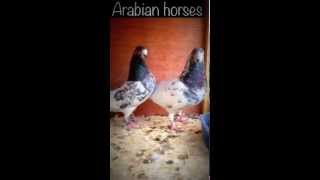 حمام باكستاني كاسوري pigeons tippler high flyer saudi arabia [upl. by Gerrard]