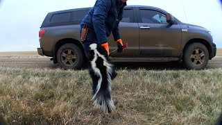 Wiebe Trapline Adventures S2E8  Mark Steck amp Red O’Hearn skunk line 2 of 2 [upl. by Tullius]