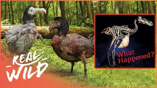 The Real Reason Why Dodo Birds Went Extinct  Dodo Bird Documentary [upl. by Crispa]