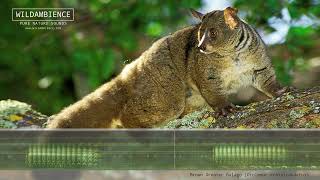 Bushbaby Sounds  The calls of a Thicktailed Bush Baby at night in the African bush [upl. by Trout]