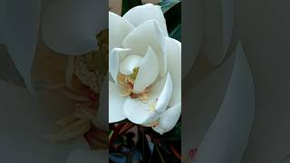 Magnolia grandiflora [upl. by Groos]