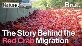 The Story Behind the Red Crab Migration on Christmas Island [upl. by Atinauq]