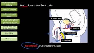 Mužské pohlavné orgány [upl. by Grissom]