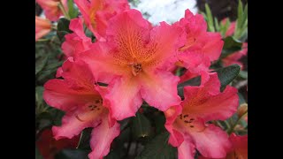 How to grow amazing Rhododendrons blooms  with healthy leaves too [upl. by Eoz938]