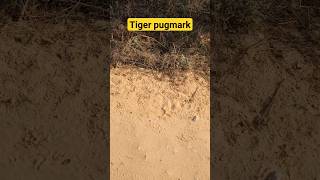 tiger pugmarks spotted in sariska tiger reserve  wild and nature sariska wildlife tiger bigcat [upl. by Garret304]