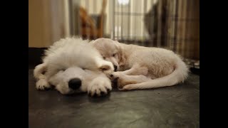 How big are Pyrenean Mountain Dog puppies 🐾🐕 shorts [upl. by Hirst]