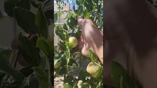 Picking some Li Jujube at Dalisay Orchard jujube orchard dalisayorchard [upl. by Yroggerg]