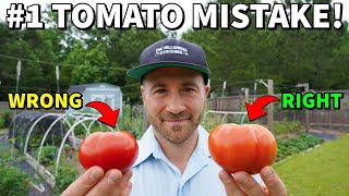 Youre Picking Tomatoes WRONG NEVER Vine Ripen A Tomato Again [upl. by Myron]