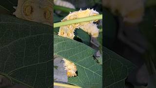 Silkworms dinner 🥰  Tropical Forest Bees silkworms [upl. by Moise]