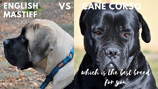 English Mastiff vs Cane Corso [upl. by Hesoj]