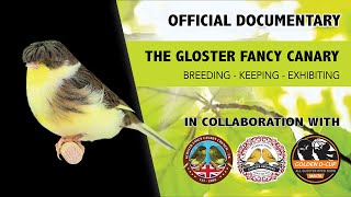 The Gloster Fancy Canary  Official Documentary [upl. by Akerahs]