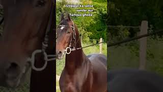 Stallion abhijeet 🖤 horse horselover horses ghoda ghodi horsepower shorts video youtube [upl. by Poler]