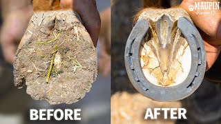 Satisfying Full Horse Hoof Restoration  4K FARRIER ASMR [upl. by Arah]