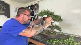 Tips for Pruning Cottoneaster Bonsai  Hawthorn Growth Update [upl. by Inafets]