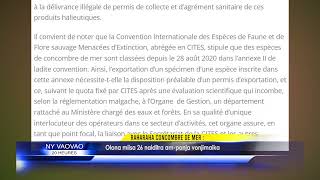 INFO K MADA Concombre de mer 26 MARS 2024 BY KOLO TV [upl. by Rachael]