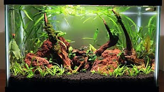 Easy Low Budget 10 Gallon Aquascape Update [upl. by Yks64]