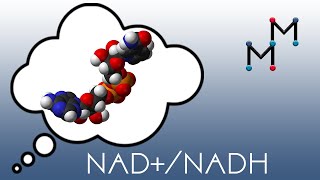 NADNADH Mechanism amp Coenzyme Chemistry [upl. by Asor835]