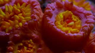 A Timelapse Encounter with LPS Corals  coral care feeding photography macro fluorescence [upl. by Pickett51]