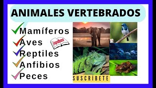 ANIMALES VERTEBRADOS Mamíferos Aves Reptiles Anfibios  Peces Características🦜🐟🐘🐸🦎Jopabaa [upl. by Yessac288]