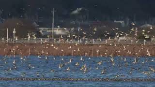 Baikal Teals 231222 Japan [upl. by Nickey236]