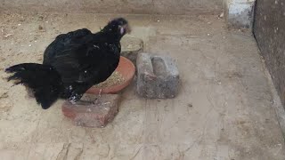 Aseel Kurak Murgi  First meal in 24 hour aseel kurak chicks [upl. by Lola728]