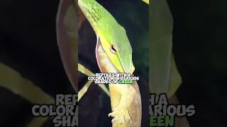 Boomslang Africas Most Poisonous Exotic Tree Snake [upl. by Popele11]