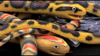 VHS Victorian Herpetological Society 2011 Reptile Expo [upl. by Galer872]