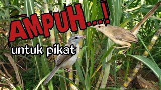 suara ciblek sawah ampuh untuk pikat [upl. by Llertrac105]