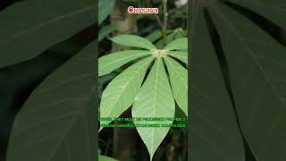 WHAT IS USED FOR CASSAVA [upl. by Ruhtra]