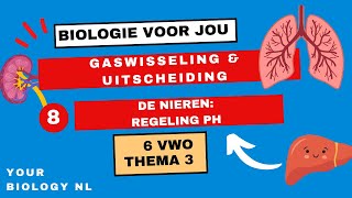 6 vwo  Gaswisseling amp Uitscheiding  8  De nieren regeling pH [upl. by Olympie]