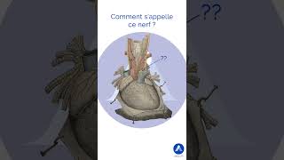 Coeur humain quiz de la Minute Anat dAKIVI shorts anatomie [upl. by Legir]