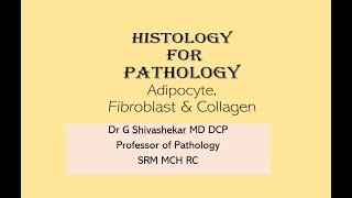 MD DNB  adipose tissueHistology for Pathology Fundamentals first Dr GSS SRM MCH RC [upl. by Asela]