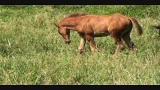 Azteca horse foal Chestnut Colt Born 6 12 2009 video taken 7 22 2009 [upl. by Oleic]