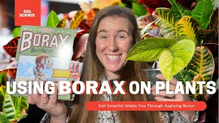 BORAX in Gardening As a Fertilizer and Ant Control  Borax Ant Bait Recipe [upl. by Desireah919]