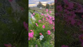 2 Mains sur terre agenda permaculture bio shorts [upl. by Stalder]